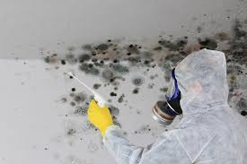 Best Mold Damage Restoration  in Baldwin, FL